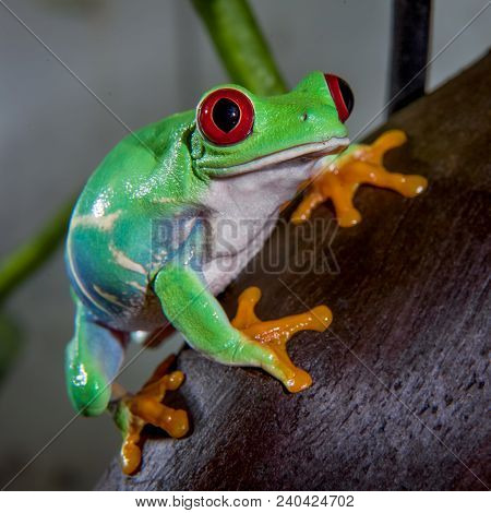 Red Eyed Tree Frog Isolated On White. Agalychnis Callidrias A Tropical Amphibian From The Rain Fores