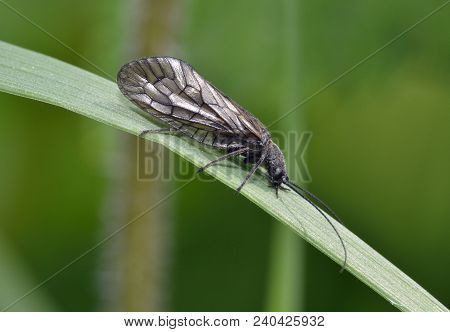 Alderfly - Sialis Sp 
Probably Sialis Lutaria