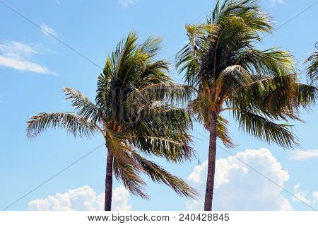 Windblown Roya Palms On A Blustery Day In Miami Beach,florida