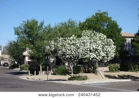 Arizona Desert Front-yard With White Oleander Tree And Bright Blue Spring Sky