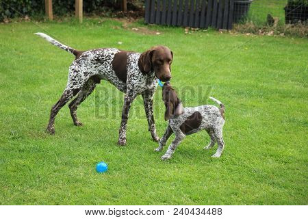 German Shorthaired Pointers: Father And 9 Weeks Old Son