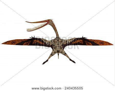 Pterodaustro Reptile In Flight 3d Illustration - Pterodaustro Guinazui Was A Carnivorous Flying Rept