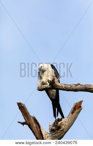 White And Grey Male Swallow-tailed Kite Elanoides Forficatus Perches On A Dead Tree