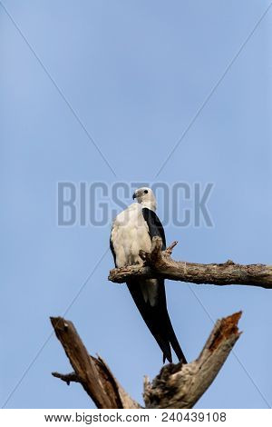 White And Grey Male Swallow-tailed Kite Elanoides Forficatus Perches On A Dead Tree