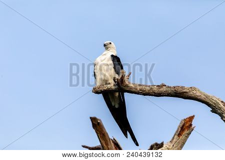 White And Grey Male Swallow-tailed Kite Elanoides Forficatus Perches On A Dead Tree