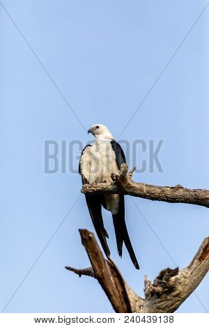 White And Grey Male Swallow-tailed Kite Elanoides Forficatus Perches On A Dead Tree