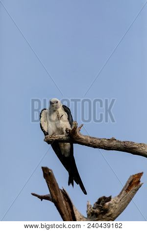 White And Grey Male Swallow-tailed Kite Elanoides Forficatus Perches On A Dead Tree