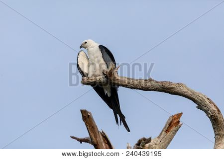 White And Grey Male Swallow-tailed Kite Elanoides Forficatus Perches On A Dead Tree
