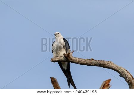 White And Grey Male Swallow-tailed Kite Elanoides Forficatus Perches On A Dead Tree