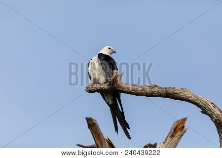 White And Grey Male Swallow-tailed Kite Elanoides Forficatus Perches On A Dead Tree
