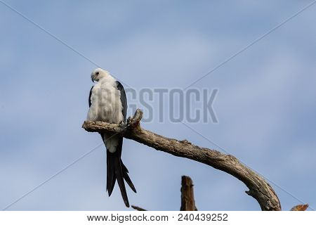 White And Grey Male Swallow-tailed Kite Elanoides Forficatus Perches On A Dead Tree