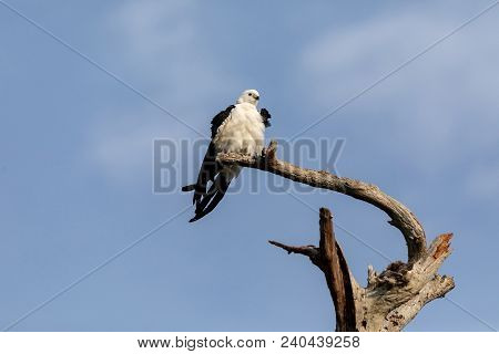 White And Grey Male Swallow-tailed Kite Elanoides Forficatus Perches On A Dead Tree