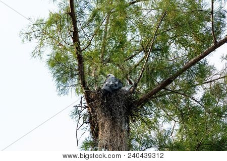 Female Swallow-tailed Kite Elanoides Forficatus Sits On A Nest