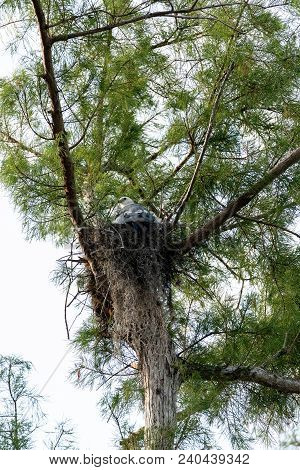 Female Swallow-tailed Kite Elanoides Forficatus Sits On A Nest
