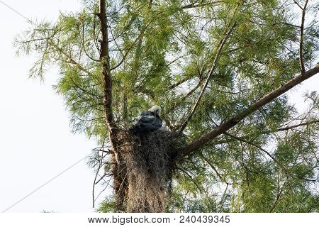 Female Swallow-tailed Kite Elanoides Forficatus Sits On A Nest