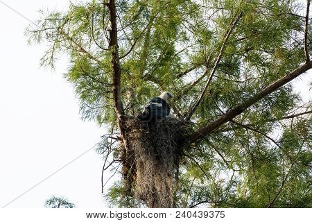 Female Swallow-tailed Kite Elanoides Forficatus Sits On A Nest