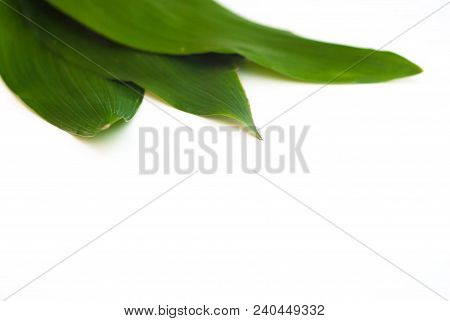 Aspidistra Elatior Variegate Leafe. Decorative Leafe Isolated. White Background.