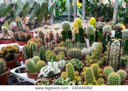 Various Cacti Mix In The Greenhouse. Natural Theme. Detail Photo. Various Cacti On The Shelf In The 