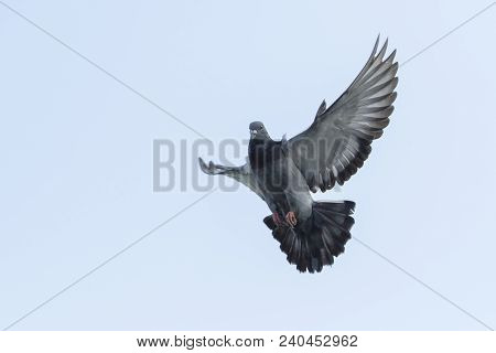 Upper Wing Of Homing Pigeon Bird Floating By Flying  Mid Air