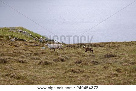 Norway, Young Reindeers Walking In The Nature North Of Hammerfest On A Summer Day