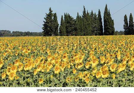 Sunflowers Field Near Arles  In Provence, France