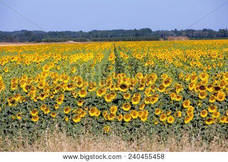 Sunflowers Field Near Arles  In Provence, France
