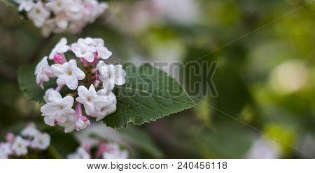 Delicate White And Pink Flowers Of A Korean Viburnum Viburnum Carlesii , Belongs To The Family Vibur