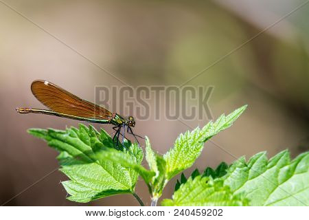 Bronze Splendor Dragonfly Sits On Nettle Leaves Against Blurred Brown Background With Copy Space