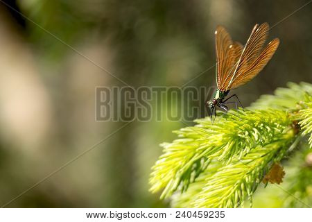 Bronze Beautiful Dragonfly Sits On A Fir Branch Against Blurred Brown Background With Copy Space