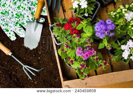 Colorful Flowers And Gardening Tools In The Soil Top View