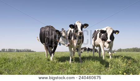 Black And White Cows In Green Grassy Dutch Summer Meadow With Flowers And Blue Sky In The Netherland