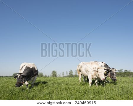 Three Meat Cows In Green Dutch Spring Meadow Under Blue Sky In The Netherlands Between Leerdam And U