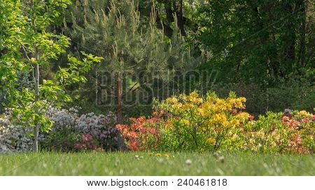Rhododendron Azalea Mollis Azalea Molle Bush With Yellow Flowers In Garden On Green Bokeh Backgraund