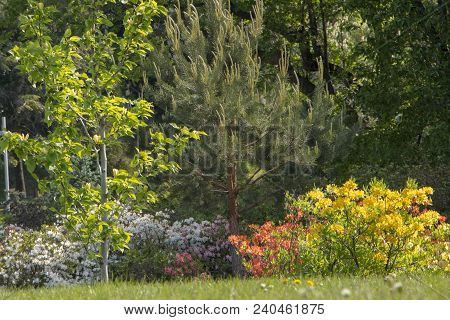 Rhododendron Azalea Mollis Azalea Molle Bush With Yellow Flowers In Garden On Green Bokeh Backgraund