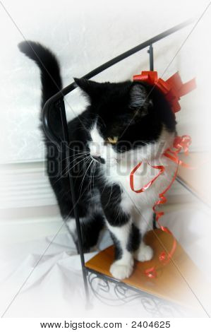 밧줄 고양이 말 이리로