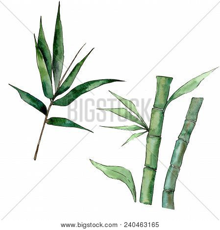 Bamboo Tree In A Watercolor Style Isolated. Aquarelle Wild Bamboo Tree For Background, Texture, Wrap