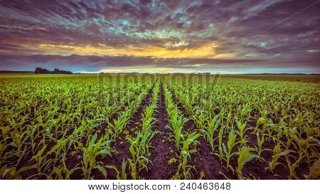 Corn Field Under Setting Sun With Beautiful Clouded Sky In Vintage Colors