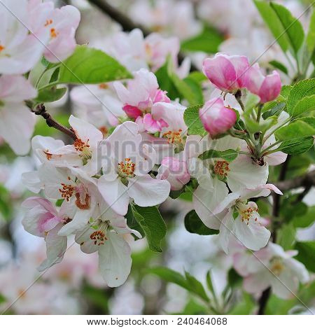 Flowering Apple Tree Against In Spring Day