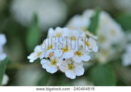 Spiraea Flowering, Small Flowers In Spring Day