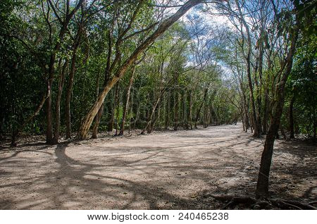 Road Created By The Ancient Mayas At The Coba Jungle, Mexico