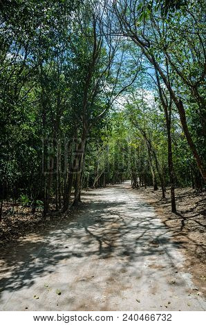 Roads Made By The Ancient Mayas Of Mexico