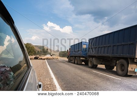 Beloretsk, Russia - August 02, 2016: Sheep On A Road In Countyside In Russia