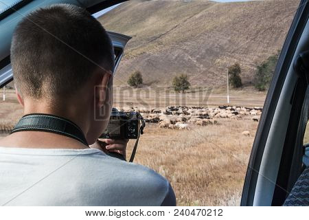 Beloretsk, Russia - August 02, 2016: Sheeps Near Road In Mountain And Boy Takes Picture Of Them