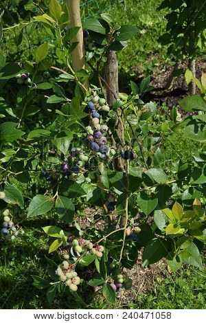 Colorful And Crisp Image Of Highbush Blueberry With Berries In Garden