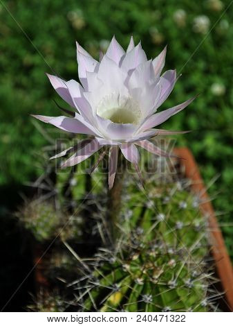 Colorful And Crisp Image Of Queen Of The Night With Flower