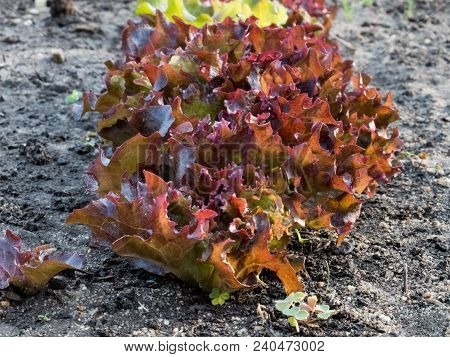 Closeup Of Organically Grown Lollo Rosso Lettuce Seedlings Growing On Garden Plot Soft Focus Backgro