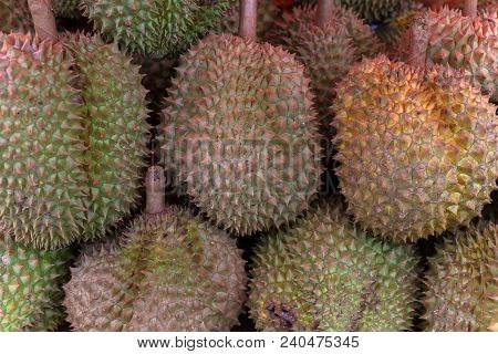 Close Up Image Of Durian, Thai Traditional Local Fruits. Durian Have Sharp Thorn On The Outside. Dur