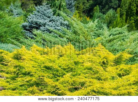 Shrubs Of Juniper At Selective Focus On A Blurred Background Of Other Evergreen Plants In Summer