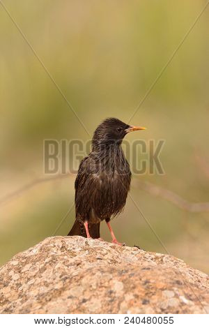 Spotless Starling Perched On A Stone With Brown Background.