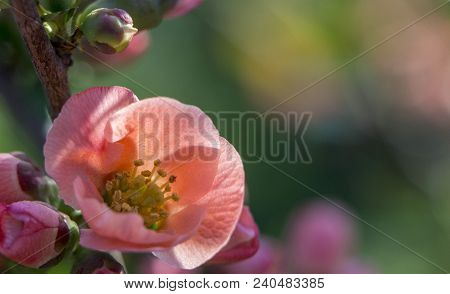 Red Flowers Of Japanese Quince. Blooming Maule's Quince Chaenomeles Japonica
